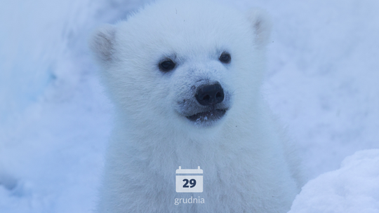 29 grudnia: Dzień Narodzin Niedźwiedzi Polarnych.