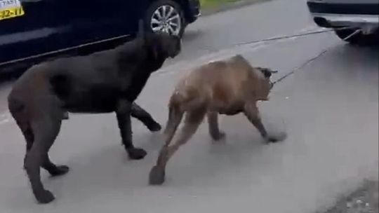 Sadysta ciągnął psy za swoim samochodem [WIDEO]