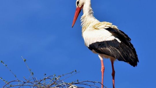 Dlaczego bocian Wojtek nie odlatuje do Afryki. Wyjątkowy przypadek i stały mieszkaniec Olszan