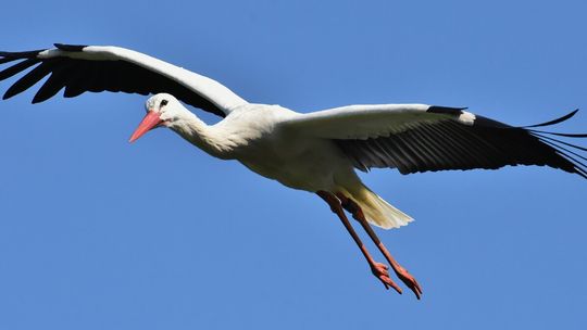 Bociany opuszczają już nasz kraj. To oznacza, że jesień jest już blisko?