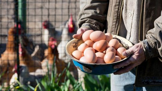 Ptasia grypa dziesiątkuje stada. Mniejsza podaż surowca winduje koszty przed świętami