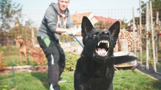 Domaga się obowiązkowej licencji na posiadanie psa. Nie chce być obszczekiwany