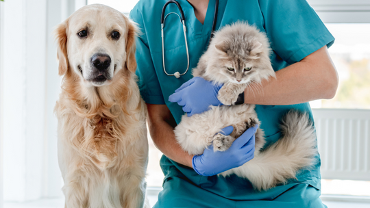 Na nasze pieski i kotki wydajemy krocie. Muszą być najedzone, zdrowe i zadbane oraz leczone Na nasze pieski i kotki wydajemy krocie. Muszą być najedzone, zdrowe i zadbane oraz leczone