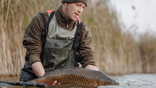 Karp już nie najpopularniejszy? Zastępują go inne ryby. Co dziś lubimy? Karp już nie najpopularniejszy? Zastępują go inne ryby. Co dziś lubimy?