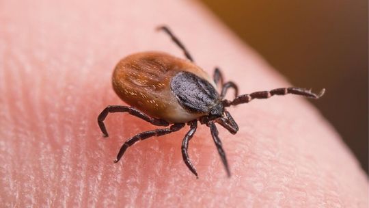 Powodują kleszczowe zapalenie mózgu nie odpuszcza. Zabezpieczeniem jest szczepienie