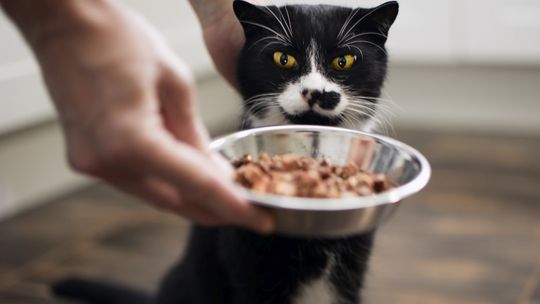 Koty padają przez jedzenie zatrutego drobiu?