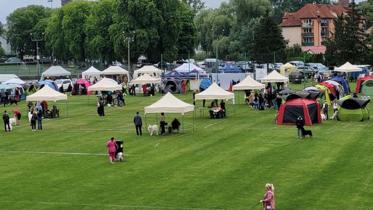 Krajowa Wystawa Psów Rasowych pod Szczecinem [FOTO]