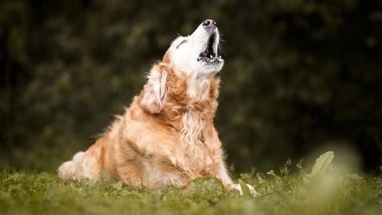 Odpowiedzialność za szczekanie psów? Rzecznik prosi ministerstwo o opinie