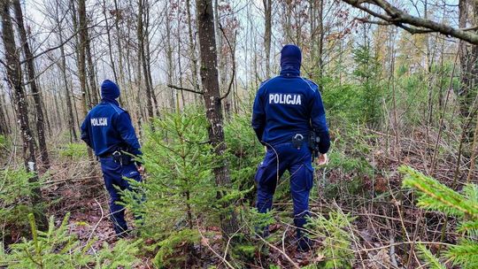 Kupno i sprzedaż choinek. Policjanci kontrolują nielegalną wycinkę w lasach