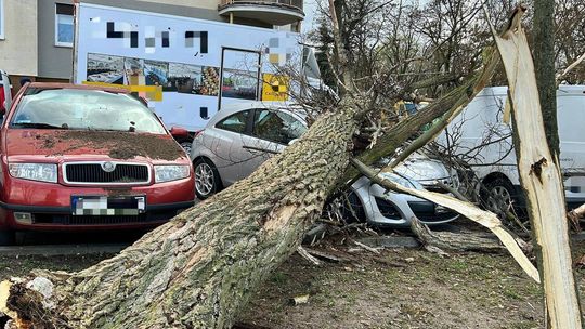Lepiej auta nie stawiać w czasie dużego wiatru pod drzewem. Jak nauka płynie dla kierowców Lepiej auta nie stawiać w czasie dużego wiatru pod drzewem. Jak nauka płynie dla kierowców