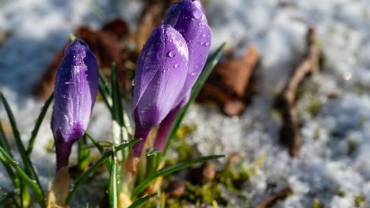 Wiosna czy zima: Słońce rozgrzeje Polskę, ale nadciąga widmo wielkiej suszy Wiosna czy zima: Słońce rozgrzeje Polskę, ale nadciąga widmo wielkiej suszy
