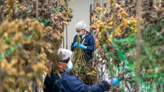 Receptomaty pod lupą: Pół miliona złotych kary za marihuanę bez osobistego badania pacjenta Receptomaty pod lupą: Pół miliona złotych kary za marihuanę bez osobistego badania pacjenta