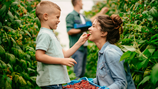 Nie będzie malin? Plantatorzy grożą, że nie będą zbierali owoców