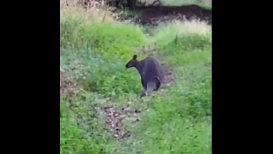 Szukają kangura w... lesie. Grzybiarze z dodatkową atrakcją?