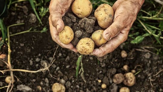 Oto już są na straganach. 5 prostych przepisów na młode ziemniaki