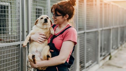 Płacą za adopcję psa. Samorząd płaci becikowe