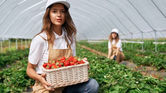 Ceny truskawek 2026. Dlaczego owoce szklarniowe są tak drogie i kiedy kupimy tańszy gruntowy polski plon