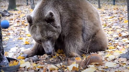 Przełomowy wyrok: niedźwiedź Baloo, żółwie i krokodyl nie wrócą do cyrku