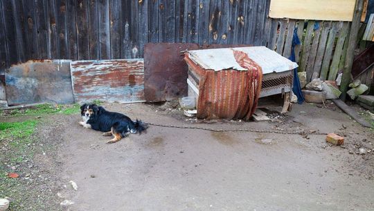 Psy nie będą już trzymane na łańcuchu. Głosy przeciwne