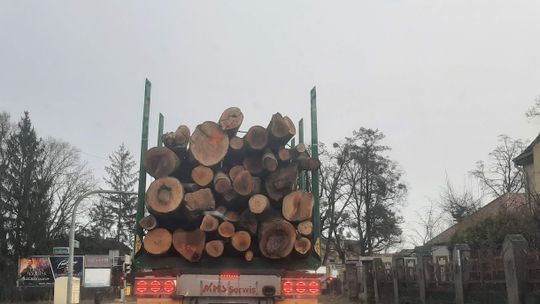 Puszcze Bukowa i Goleniowska nikną w oczach. Tną na potęgę