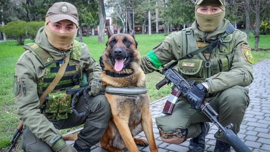 Rosjanie porzucili psa. Teraz walczy po stronie Ukrainy