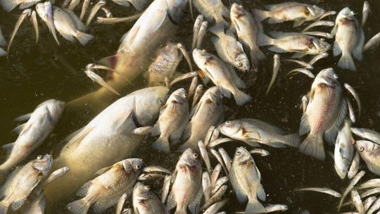 Katastrofalny brak tlenu też w Odrze. Co wywołuje przyduchę i jak reagować