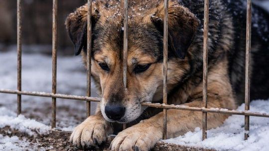 Są już wstępne wyniki pilnych kontroli w schroniskach dla zwierząt Są już wstępne wyniki pilnych kontroli w schroniskach dla zwierząt