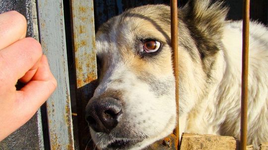 Schroniska dla zwierząt pod ścisłym nadzorem. Kontrole przynoszą rezultaty Schroniska dla zwierząt pod ścisłym nadzorem. Kontrole przynoszą rezultaty