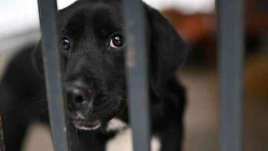 Prokuratura zajęła się schroniskiem dla zwierząt. Po protestach zrobili śledztwo
