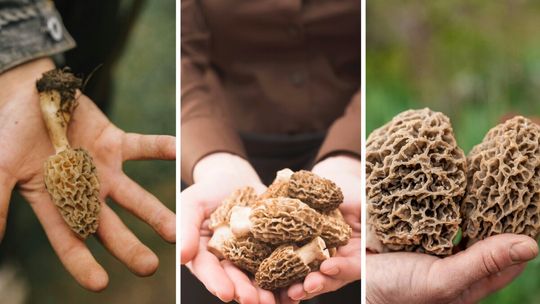 Wiosną sezon na grzyby w pełni. Grzybiarze ruszyli na grzybobranie