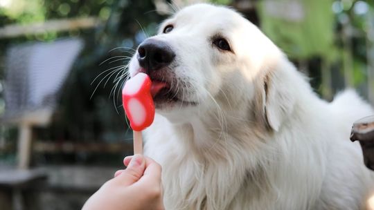 Hitem są tu lody dla psów. Smaki?