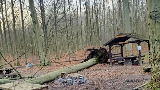 Tu nie zaparkujesz. Wichura spowodowała przewrócenie się drzewa