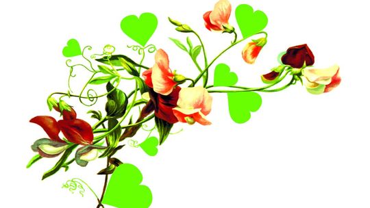 Walentynkowy język kwiatów