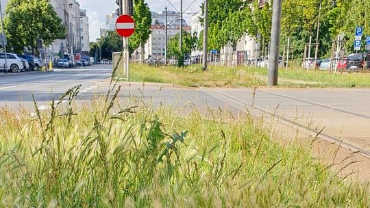 Dla psa nawet trawnik może być groźny