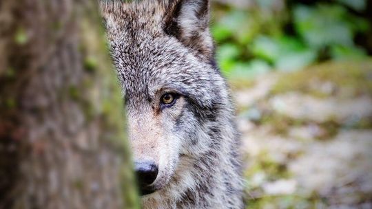 Populacja wilka w Polsce rośnie. Jak bezpiecznie żyć w sąsiedztwie dzikich drapieżników