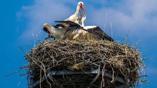 Wielka migracja stała się faktem. GPS śledzi trasę rekordzistów wracających na polskie lęgowiska