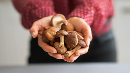 Są już grzyby! Można iść do lasu na grzybobranie