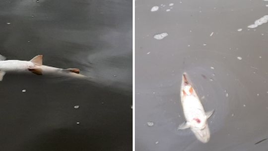 Śnięte ryby znowu w Odrze. Wody Polskie wydały komunikat