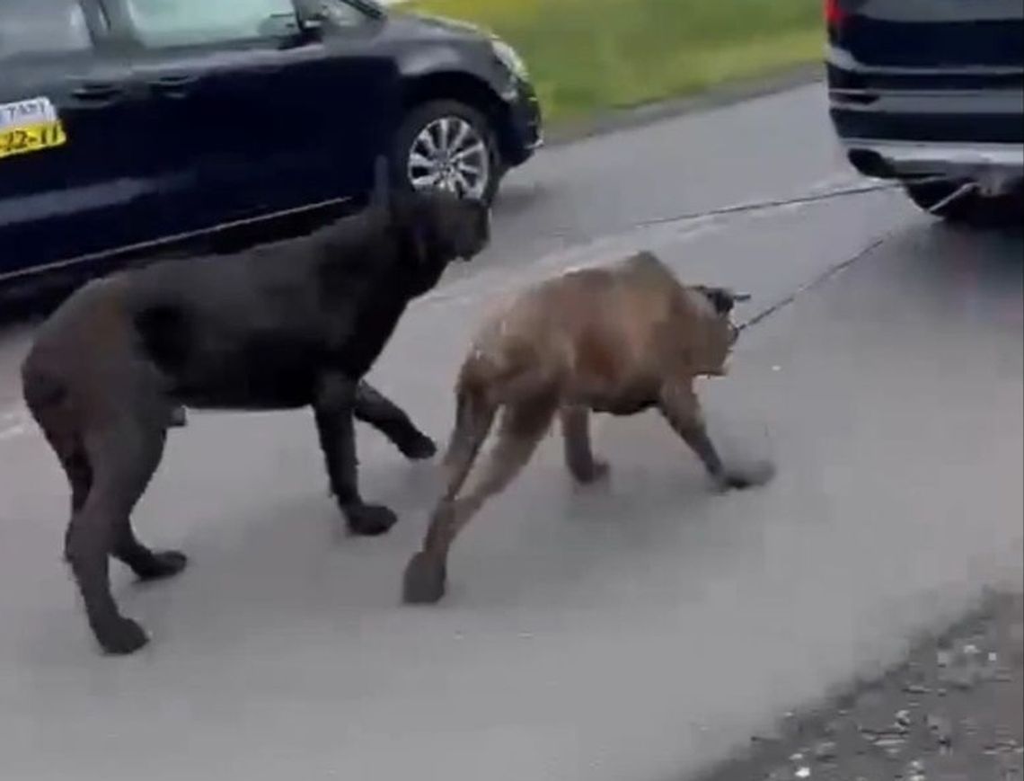 Sadysta ciągnął psy za swoim samochodem [WIDEO]