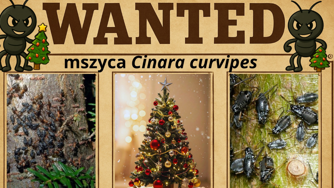 Choinka z intruzami. Jeśli je znajdziesz, zawiadom PAN Choinka z intruzami. Jeśli je znajdziesz, zawiadom PAN