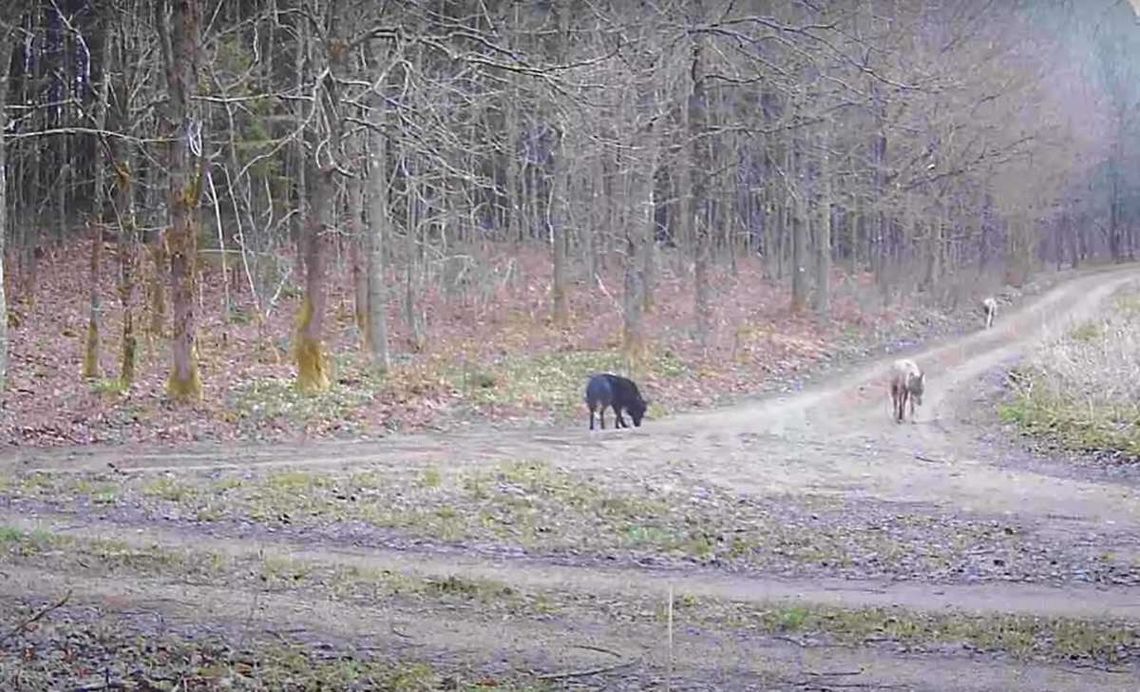 Ciekawostka dotycząca czarnego wilka