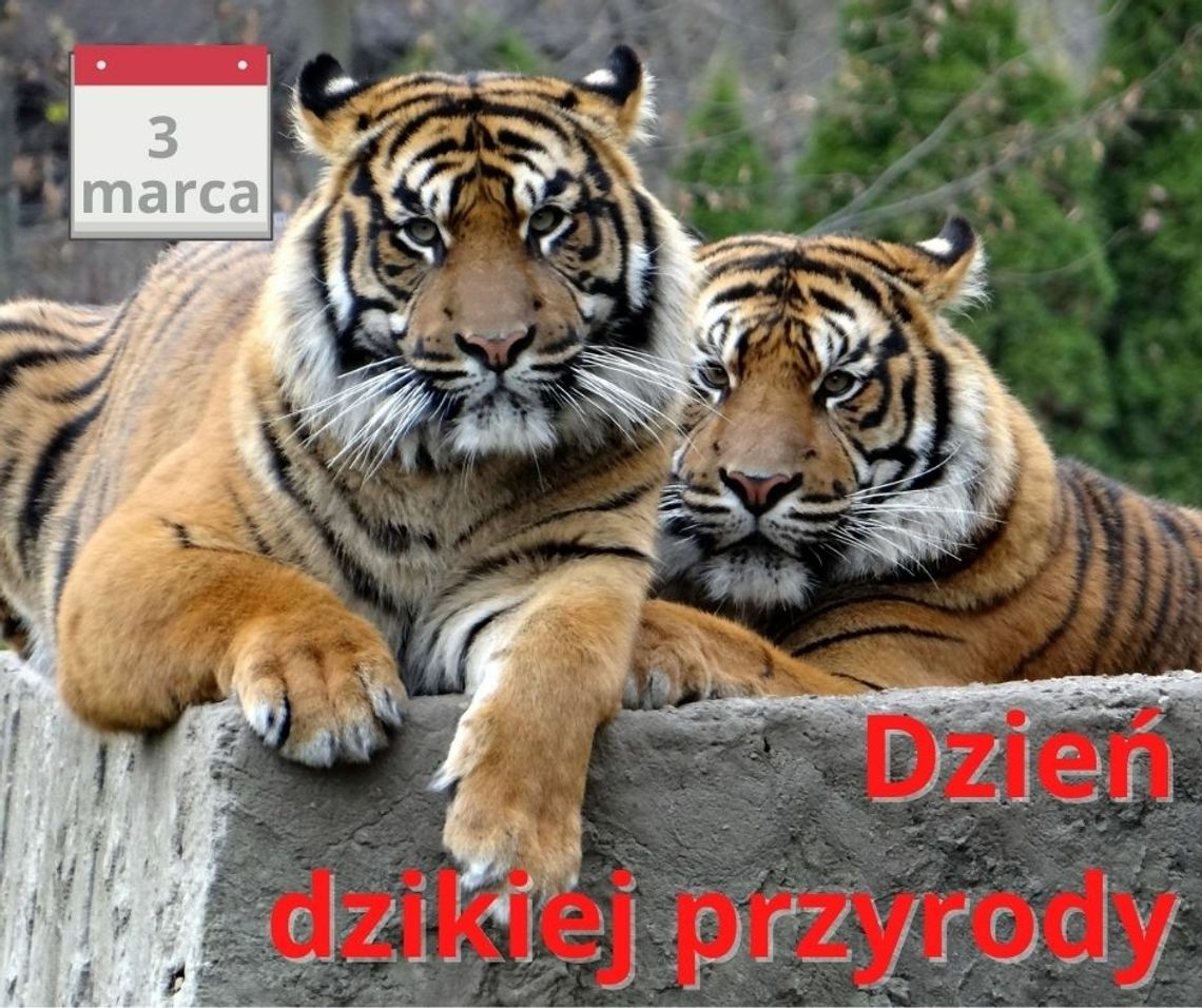 Dzień dzikiej przyrody