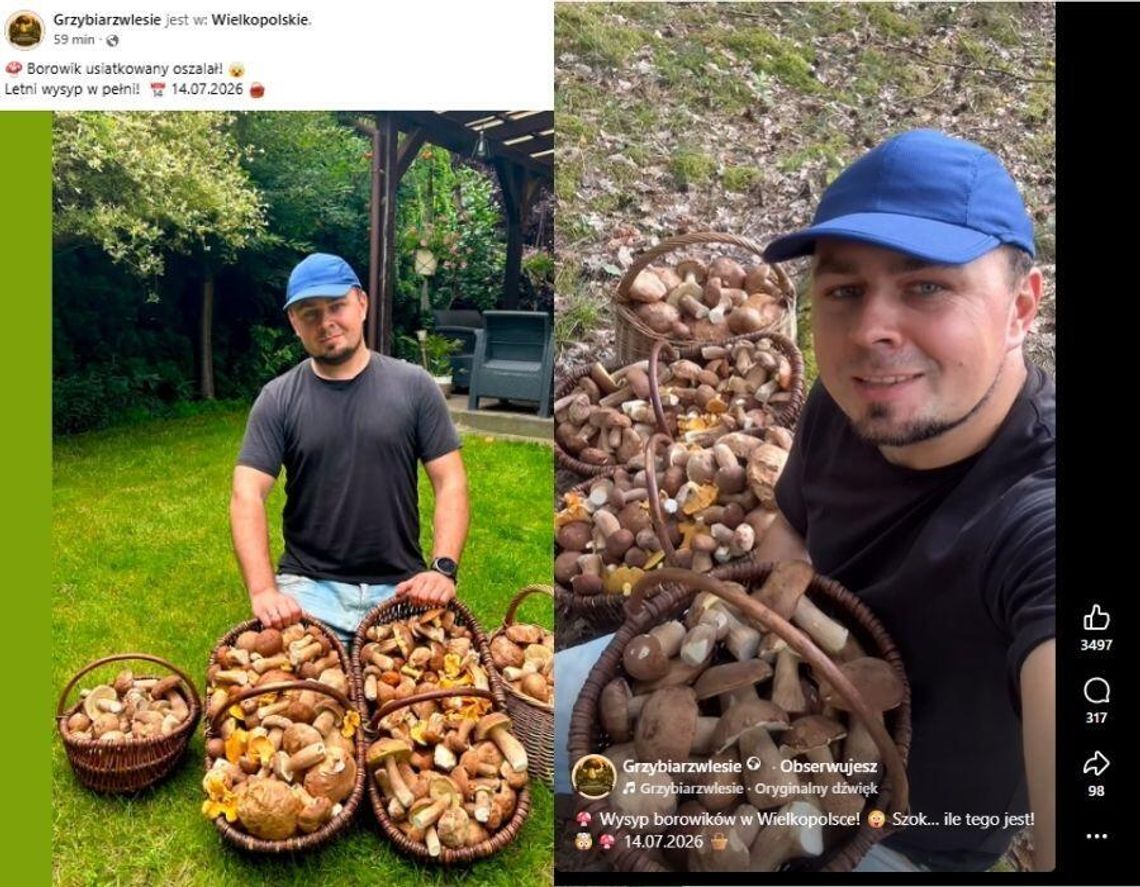 Kiedy rozpoczęło się wielkie grzybobranie? Grzybiarz pokazał imponujący zbiór już w wakacje Kiedy rozpoczęło się wielkie grzybobranie? Grzybiarz pokazał imponujący zbiór już w wakacje