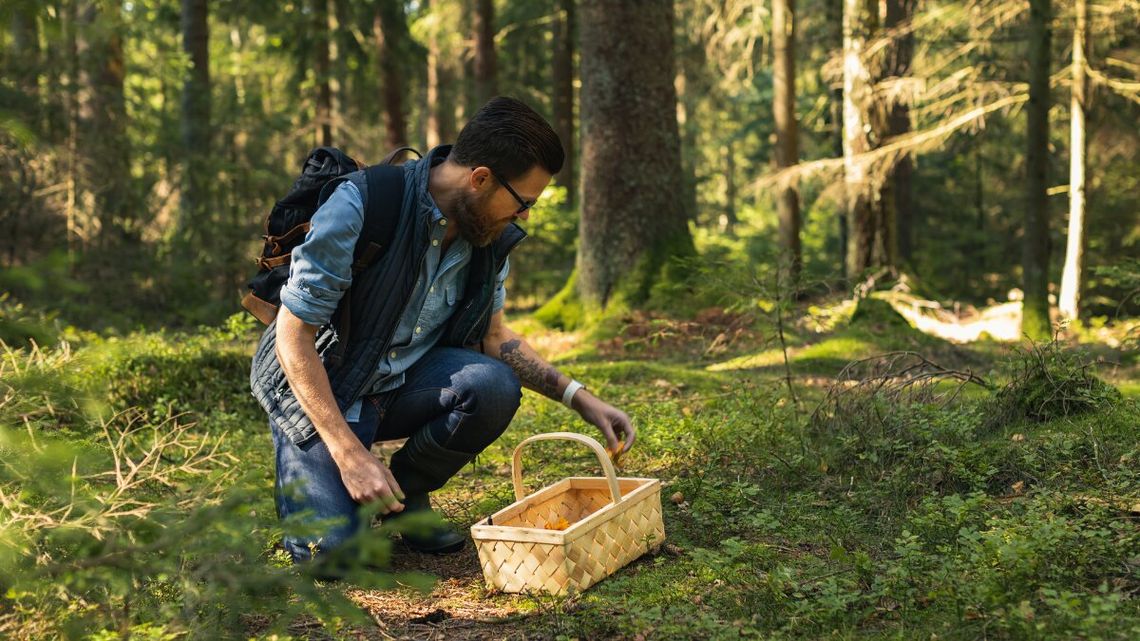 Wysyp kurek i koźlarzy w lasach. Aplikacja Sezon na grzyby wskaże rejony i ochroni twoje miejsca Wysyp kurek i koźlarzy w lasach. Aplikacja Sezon na grzyby wskaże rejony i ochroni twoje miejsca
