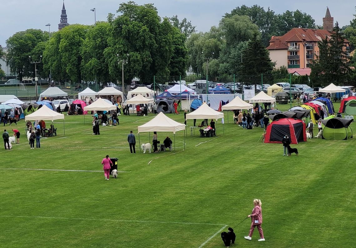 Krajowa Wystawa Psów Rasowych pod Szczecinem [FOTO]