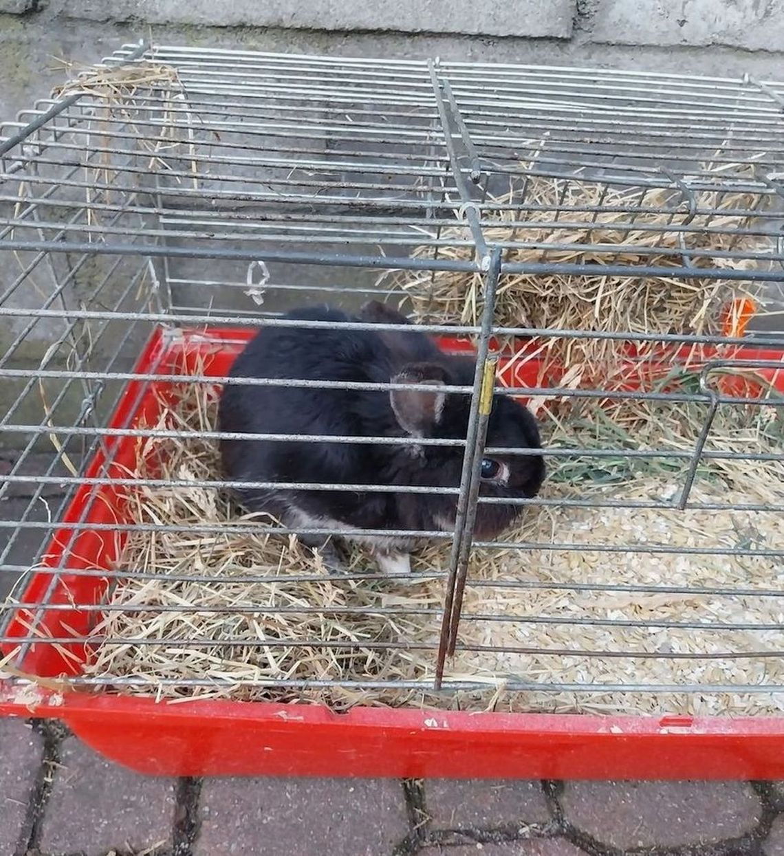Tak znęcał się nad królikiem. Po nitce do kłębka