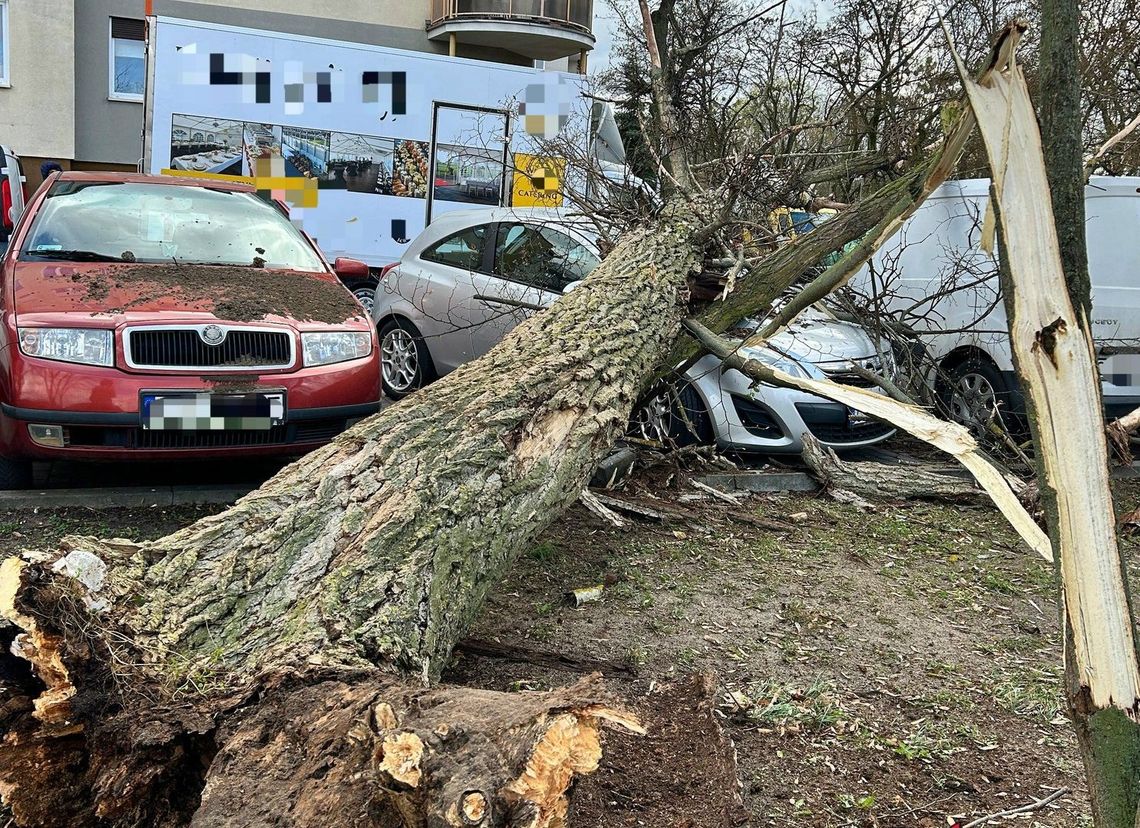Lepiej auta nie stawiać w czasie dużego wiatru pod drzewem. Jak nauka płynie dla kierowców Lepiej auta nie stawiać w czasie dużego wiatru pod drzewem. Jak nauka płynie dla kierowców