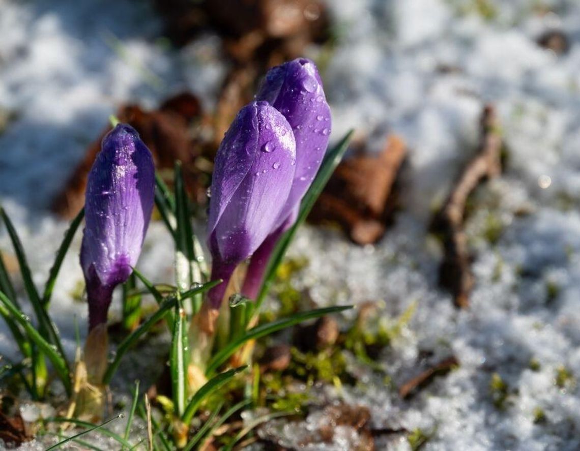 Wiosna czy zima: Słońce rozgrzeje Polskę, ale nadciąga widmo wielkiej suszy