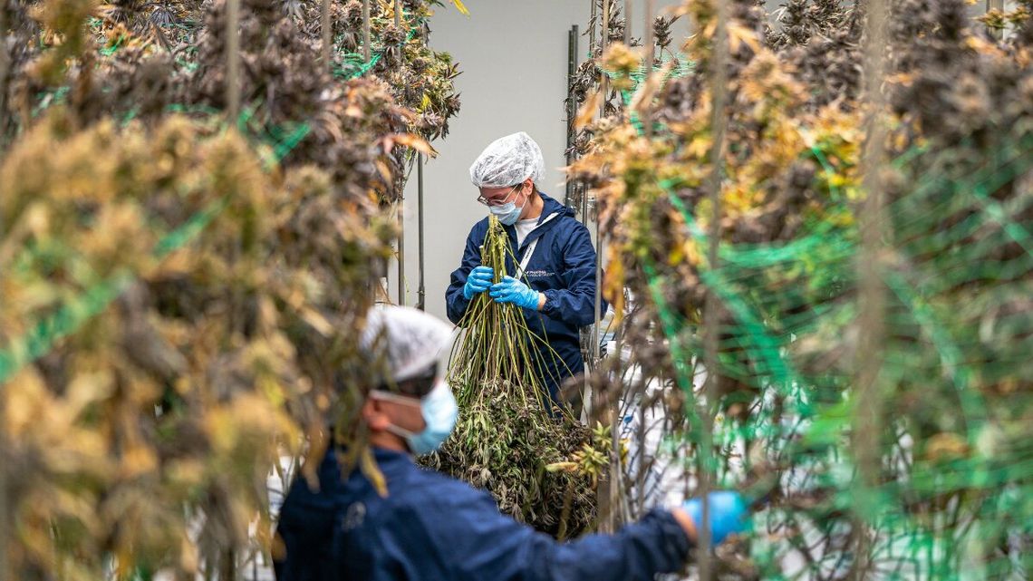 Receptomaty pod lupą: Pół miliona złotych kary za marihuanę bez osobistego badania pacjenta Receptomaty pod lupą: Pół miliona złotych kary za marihuanę bez osobistego badania pacjenta