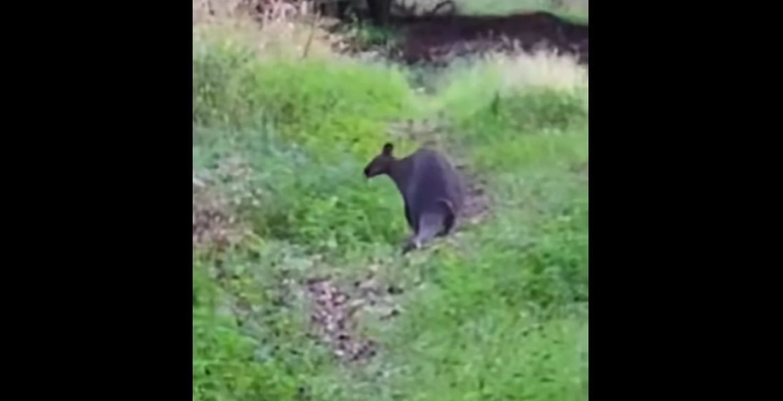 Szukają kangura w... lesie. Grzybiarze z dodatkową atrakcją?